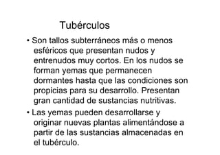 Tubérculos  •  Son tallos subterráneos más o menos esféricos que presentan nudos y entrenudos muy cortos. En los nudos se forman yemas que permanecen dormantes hasta que las condiciones son propicias para su desarrollo. Presentan gran cantidad de sustancias nutritivas.  •  Las yemas pueden desarrollarse y originar nuevas plantas alimentándose a partir de las sustancias almacenadas en el tubérculo.  