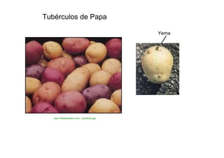 Tubérculos de Papa  Yema  www.hilldalepotato.com/.../potatoes.jpg  