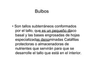 Bulbos  •  Son tallos subterráneos conformados por el tallo, que es un pequeño disco basal y las bases engrosadas de hojas especializadas denominadas Catáfilas protectoras o almacenadoras de nutrientes que servirán para que se desarrolle el tallo que está en el interior.  