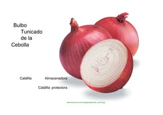 Bulbo  Tunicado de la  Cebolla  Catáfila Almacenadora Catáfila protectora  www.ieoonions.com/images/sales/red_onions.jpg  