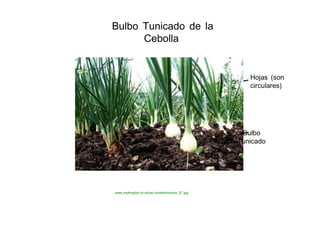 Bulbo Tunicado de la Cebolla  Hojas (son circulares)  Bulbo  Tunicado  www.mytinyplot.co.uk/wp-content/onions_07.jpg  
