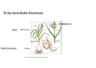 El Ajo tiene Bulbo Escamoso  Inflorescencia  Hojas  Bulbo Escamoso  www.talismancommunitygarden.info/.../garlic1.jpg  