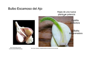 Bulbo Escamoso del Ajo  Hojas de una nueva  planta en potencia  Catáfila  protectora  Catáfila  Almacenadora  http://solorecetas.com/wp-  http://www.infojardin.net/galerias/albums/userpics/normal_ajo.jpg  content/uploads/2008/03/ajo.jpg  