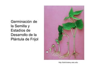 Germinación de la Semilla y  Estadíos de Desarrollo de la Plántula de Frijol  http://botit.botany.wisc.edu  