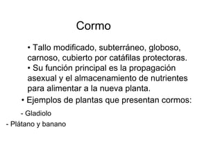 Cormo  •  Tallo modificado, subterráneo, globoso, carnoso, cubierto por catáfilas protectoras. • Su función principal es la propagación asexual y el almacenamiento de nutrientes para alimentar a la nueva planta.  •  Ejemplos de plantas que presentan cormos:  - Gladiolo  - Plátano y banano  