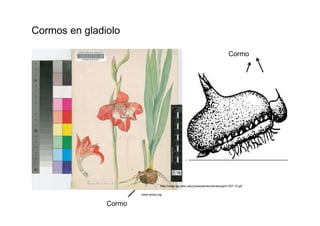 Cormos en gladiolo  Cormo  http://www.ag.ndsu.edu/pubs/plantsci/landscap/h1257-1d.gif  www.aluka.org  Cormo  