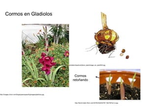 Cormos en Gladiolos  http://www.dorlingkindersley-uk.co.uk/static/clipart/uk/dk/sci_plant/image_sci_plant022.jpg  Cormos  retoñando  http://images.chron.com/blogs/greenspace/hgimages/gladiolus.jpg  http://farm4.static.flickr.com/3278/2344222767_f5e733f1af_m.jpg  