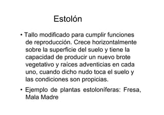 Estolón  •  Tallo modificado para cumplir funciones de reproducción. Crece horizontalmente sobre la superficie del suelo y tiene la capacidad de producir un nuevo brote vegetativo y raíces adventicias en cada uno, cuando dicho nudo toca el suelo y las condiciones son propicias.  •  Ejemplo de plantas estoloníferas: Fresa, Mala Madre  