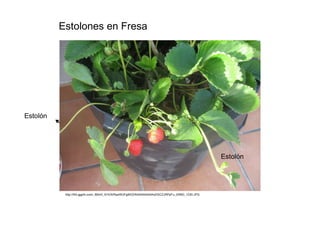 Estolones en Fresa  Estolón  Estolón  http://lh5.ggpht.com/_65lnO_91IO4/RpsWUFg9X2I/AAAAAAAAAx0/SCZJRPpFu_0/IMG_1230.JPG  