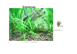 Estolones  www.porquebiotecnologia.com.ar  usuarios.lycos.es/.../images/estolon.jpg  