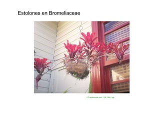 Estolones en Bromeliaceae  i170.photobucket.com/.../100_1464-1.jpg  