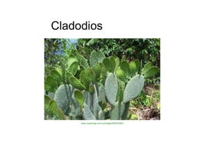 Cladodios  www.cooprohigo.com.co/images/IMAGENES  