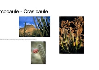Sarcocaule - Crasicaule  http://redescolar.ilce.edu.mx/redescolar/publicaciones/publi_prodigios/vizcaino/vizcaino2.jpg  