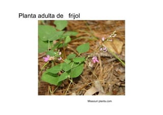 Planta adulta de  frijol  Missouri plants.com  