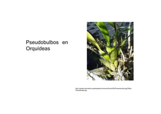 Pseudobulbos en Orquídeas  http://upload.wikimedia.org/wikipedia/commons/thumb/f/fd/Pseudobulbe.jpg/250px- Pseudobulbe.jpg  