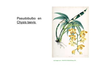 Pseudobulbo en Chysis laevis  bp2.blogger.com/.../rNcbFRCO7H8/s400/Dibujo.JPG  