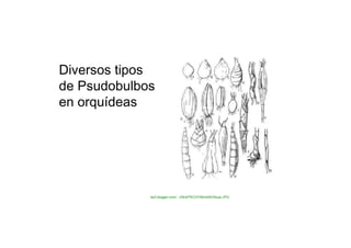 Diversos tipos de Psudobulbos en orquídeas  bp2.blogger.com/.../rNcbFRCO7H8/s400/Dibujo.JPG  