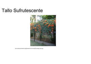 Tallo Sufrutescente  http://upload.wikimedia.org/wikipedia/commons/e/e8/Pyrostegia_spec.jpg  