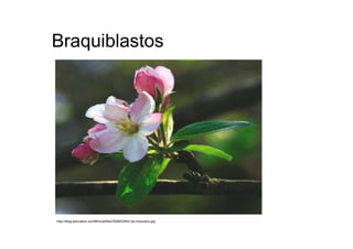 Braquiblastos  http://blog.educastur.es/48mora/files/2008/03/flor-de-manzano.jpg  