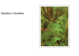 Zarcillos o Tendrilos  