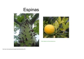 Espinas  fichas.infojardin.com/foto-arbol/poncirus  http://www.mexicauprising.net/images/Ceiba%20pentandra.JPG  
