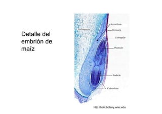Detalle del embrión de maíz  http://botit.botany.wisc.edu  