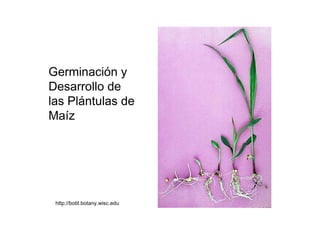 Germinación y Desarrollo de las Plántulas de Maíz  http://botit.botany.wisc.edu  