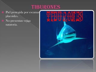 quimerasTienen cabeza grande.Una espina delante de la primera aleta dorsal.Su cuerpo disminuye su espesor en la parte trasera.