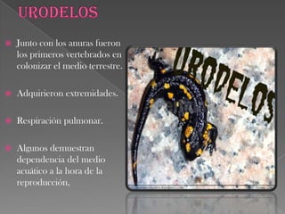 ANURASCarecen de cola.Cuerpo corto u muy ensanchado.Miembros posteriores más desarrollados y adaptados para el salto.