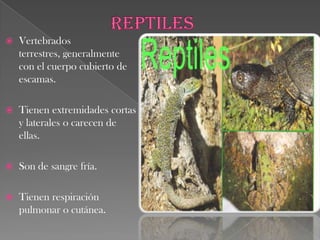 APODASAspecto vermiforme.Tentáculos olfativos.Ausencia de extremidades y cintura pélvicaHabitan en las regiones tropicales húmedas.