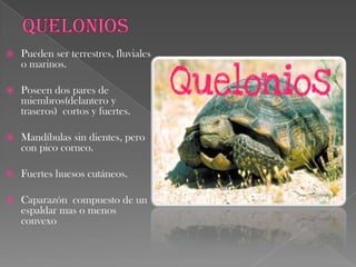 CocodrilianosOrden de reptiles grandes.Orificio cloacal longitudinal.Dientes implantados en los alveolos de los maxilares.Boca con bóveda palatina.