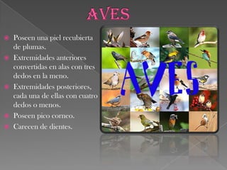QueloniosPueden ser terrestres, fluviales o marinos.Poseen dos pares de miembros(delantero y traseros)  cortos y fuertes.Mandíbulas sin dientes, pero con pico corneo.Fuertes huesos cutáneos. Caparazón  compuesto de un espaldar mas o menos convexo