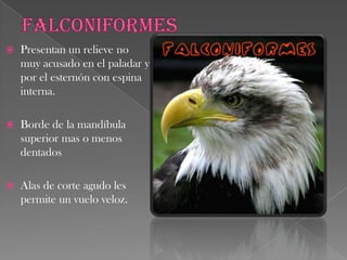 AvesPoseen una piel recubierta de plumas.Extremidades anteriores convertidas en alas con tres dedos en la meno.Extremidades posteriores, cada una de ellas con cuatro dedos o menos. Poseen pico corneo.Carecen de dientes.