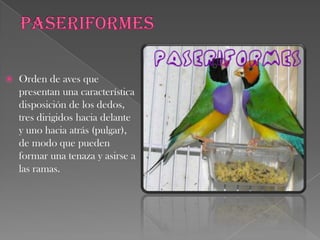 FalconiformesPresentan un relieve no muy acusado en el paladar y por el esternón con espina interna.Borde de la mandíbula  superior mas o menos dentadosAlas de corte agudo les permite un vuelo veloz.