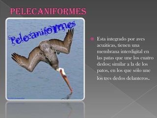 PcitaciformesPico encorvado con el maxilar superior con movilidad reducida en la juntura con el cráneo y una posición generalmente erguida.