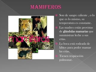 PelecaniformesEsta integrado por aves acuáticas, tienen una membrana interdigital en las patas que une los cuatro dedos; similar a la de los patos, en los que sólo une los tres dedos delanteros.