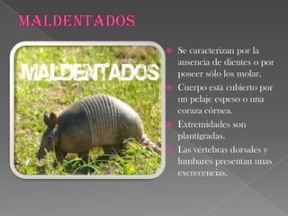 InsectívorosSon plantígrados.Con cinco dedos provistos de uñas.Pulgar no oponible.Hocico prolongado y dientes muy puntiagudos aptos para perforar las cubiertas quitinosas de los insectos que suelen servirles de alimento.