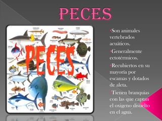 PECESSon animales vertebrados acuáticos.