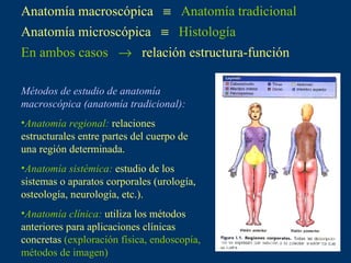 Anatomía macroscópica     Anatomía tradicional Anatomía microscópica     Histología En ambos casos     relación estructura-función Métodos de estudio de anatomía macroscópica (anatomía tradicional): Anatomía regional:  relaciones estructurales entre partes del cuerpo de una región determinada. Anatomía sistémica:  estudio de los sistemas o aparatos corporales (urología, osteología, neurología, etc.). Anatomía clínica:  utiliza los métodos anteriores para aplicaciones clínicas concretas  (exploración física, endoscopía, métodos de imagen) 