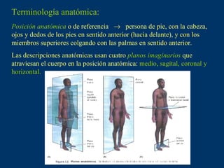 Terminología anatómica: Posición anatómica   o de referencia     persona de pie, con la cabeza, ojos y dedos de los pies en sentido anterior (hacia delante), y con los miembros superiores colgando con las palmas en sentido anterior. Las descripciones anatómicas usan cuatro  planos imaginarios  que atraviesan el cuerpo en la posición anatómica:  medio, sagital, coronal y horizontal. 