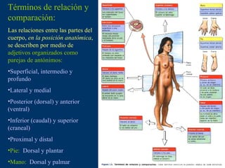 Términos de relación y comparación: Las relaciones entre las partes del cuerpo,  en la posición anatómica , se describen por medio de  adjetivos organizados como parejas de antónimos: Superficial, intermedio y profundo Lateral y medial Posterior (dorsal) y anterior (ventral) Inferior (caudal) y superior (craneal) Proximal y distal Pie:  Dorsal y plantar Mano:  Dorsal y palmar 