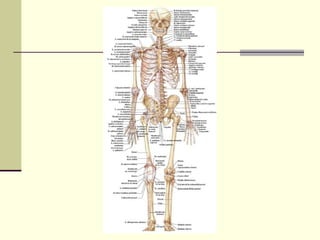 Anatomia 1 | PPT