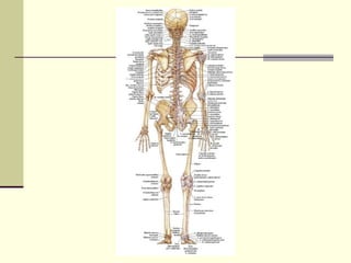 Anatomia 1 | PPT