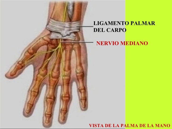 Anatomia[1]