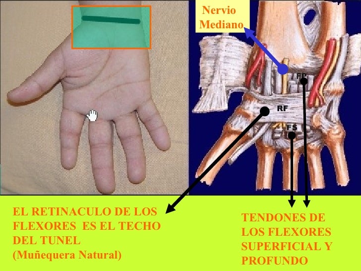 Anatomia 1 anatomia-1