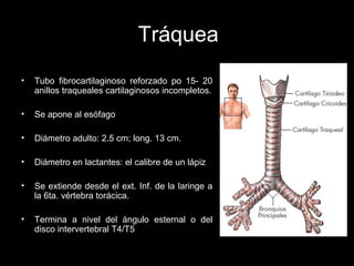 Tráquea
•   Tubo fibrocartilaginoso reforzado po 15- 20
    anillos traqueales cartilaginosos incompletos.

•   Se apone al esófago

•   Diámetro adulto: 2.5 cm; long. 13 cm.

•   Diámetro en lactantes: el calibre de un lápiz

•   Se extiende desde el ext. Inf. de la laringe a
    la 6ta. vértebra torácica.

•   Termina a nivel del ángulo esternal o del
    disco intervertebral T4/T5
 