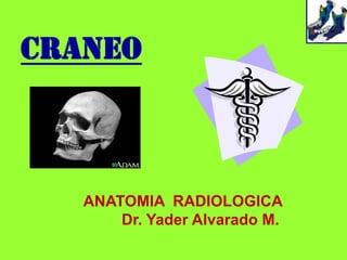 Craneo



   ANATOMIA RADIOLOGICA
       Dr. Yader Alvarado M.
 