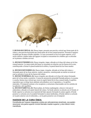 2. HUESO OCCIPITAL (1): Hueso impar, presenta una porción vertical que forma parte de la
calota y otra porción horizontal que forma parte de la fosa craneal posterior. Presenta el agujero
occipital que da paso al bulbo raquídeo. La cara exocraneal es lisa en la parte superior, en el
sector inferior a ambos lados del agujero occipital se encuentran los cóndilos que se articulan
en la primera vértebra cervical.
3.- HUESO ETMOIDES (1): Hueso irregular, impar, ubicado en la base del cráneo en la fosa
craneal anterior. La mayor parte del hueso se encuentra en relación con los huesos de la cara,
contribuyendo a formar la pared medial de la órbita y la pared lateral de las fosas nasales.
4.- HUESO ESFENOIDES (1): Hueso impar, irregular, ubicado en la base del cráneo y
formando parte de las fosas anterior, media y posterior, constituyendo un núcleo en torno al
cual se articula el resto de los huesos del cráneo.
5.- HUESO TEMPORAL (2): hueso irregular, par ubicado en la base del cráneo formando
parte de la fosa media y posterior. Consta de una porción piramidal llamada peñazco; la escama
o concha, lámina ósea vertical que cierra la región lateral de la fosa craneal media, la apófisis
cigomática que se dirige hacia adelante articulándose con el cigomático, y la apófisis
mastoides. El temporal contiene a los receptores y estructuras relacionadas con los sentidos de
la audición y del equilibrio.
6.- HUESO PARIETAL (2): Hueso plano, de forma cuadrangular, cóncavo visto por el
endocráneo, ubicado en la parte lateral del cráneo. Su borde anterior se articula con el frontal, el
borde superior se articula con el parietal del lado opuesto formando la sutura sagital, el borde
posterior se articula con el occipital formando la sutura lamboidea, el borde inferior se articula
en la parte anterior con el esfenoides, y en la parte posterior con el temporal.
HUESOS DE LA CARA ÓSEA:
Constituida por huesos irregulares unidos por articulaciones sinartrosis, se pueden
reconocer una parte superior inmóvil llamado maxilar superior y otra inferior móvil,
mandíbula.
 