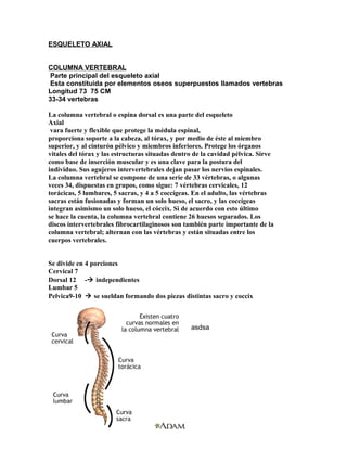 ESQUELETO AXIAL
COLUMNA VERTEBRAL
Parte principal del esqueleto axial
Esta constituida por elementos oseos superpuestos llamados vertebras
Longitud 73 75 CM
33-34 vertebras
La columna vertebral o espina dorsal es una parte del esqueleto
Axial
vara fuerte y flexible que protege la médula espinal,
proporciona soporte a la cabeza, al tórax, y por medio de éste al miembro
superior, y al cinturón pélvico y miembros inferiores. Protege los órganos
vitales del tórax y las estructuras situadas dentro de la cavidad pélvica. Sirve
como base de inserción muscular y es una clave para la postura del
individuo. Sus agujeros intervertebrales dejan pasar los nervios espinales.
La columna vertebral se compone de una serie de 33 vértebras, o algunas
veces 34, dispuestas en grupos, como sigue: 7 vértebras cervicales, 12
torácicas, 5 lumbares, 5 sacras, y 4 a 5 coccígeas. En el adulto, las vértebras
sacras están fusionadas y forman un solo hueso, el sacro, y las coccígeas
integran asimismo un solo hueso, el cóccix. Si de acuerdo con esto último
se hace la cuenta, la columna vertebral contiene 26 huesos separados. Los
discos intervertebrales fibrocartilaginosos son también parte importante de la
columna vertebral; alternan con las vértebras y están situadas entre los
cuerpos vertebrales.
Se divide en 4 porciones
Cervical 7
Dorsal 12 - independientes
Lumbar 5
Pelvica9-10  se sueldan formando dos piezas distintas sacro y coccix
asdsa
 