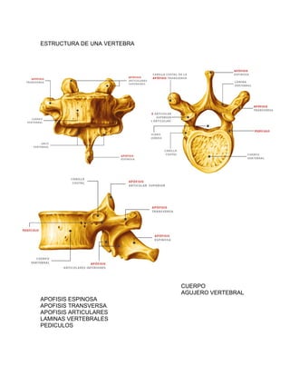 ESTRUCTURA DE UNA VERTEBRA
CUERPO
AGUJERO VERTEBRAL
APOFISIS ESPINOSA
APOFISIS TRANSVERSA
APOFISIS ARTICULARES
LAMINAS VERTEBRALES
PEDICULOS
 